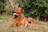 DOGUE DE BORDEAUX 439